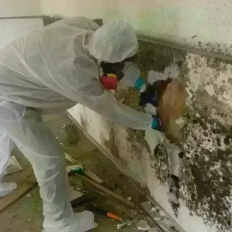 Mold Remediation and Removal in La Joya, TX